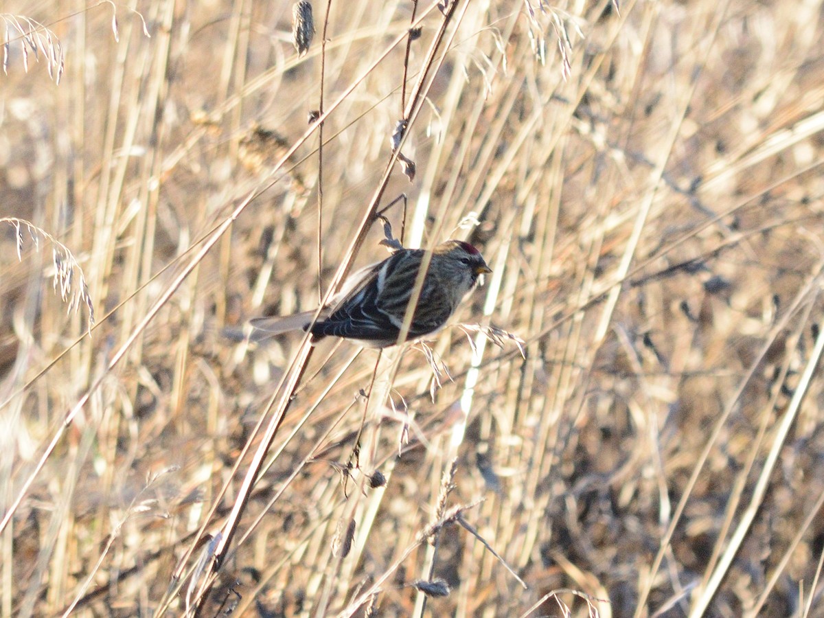 Redpoll (flammea) - ML645321190