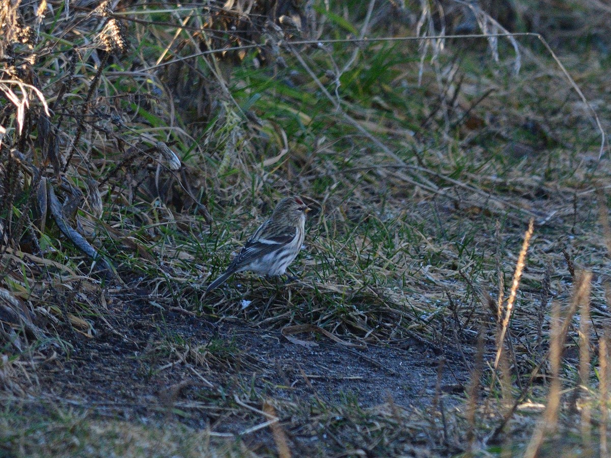 Redpoll (flammea) - ML645321191
