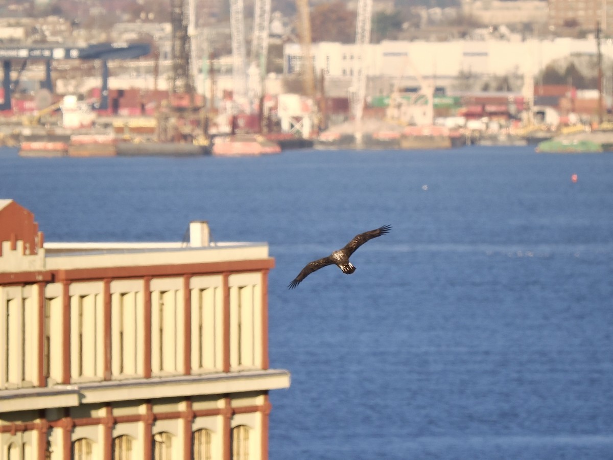 Pygargue à tête blanche - ML645321215