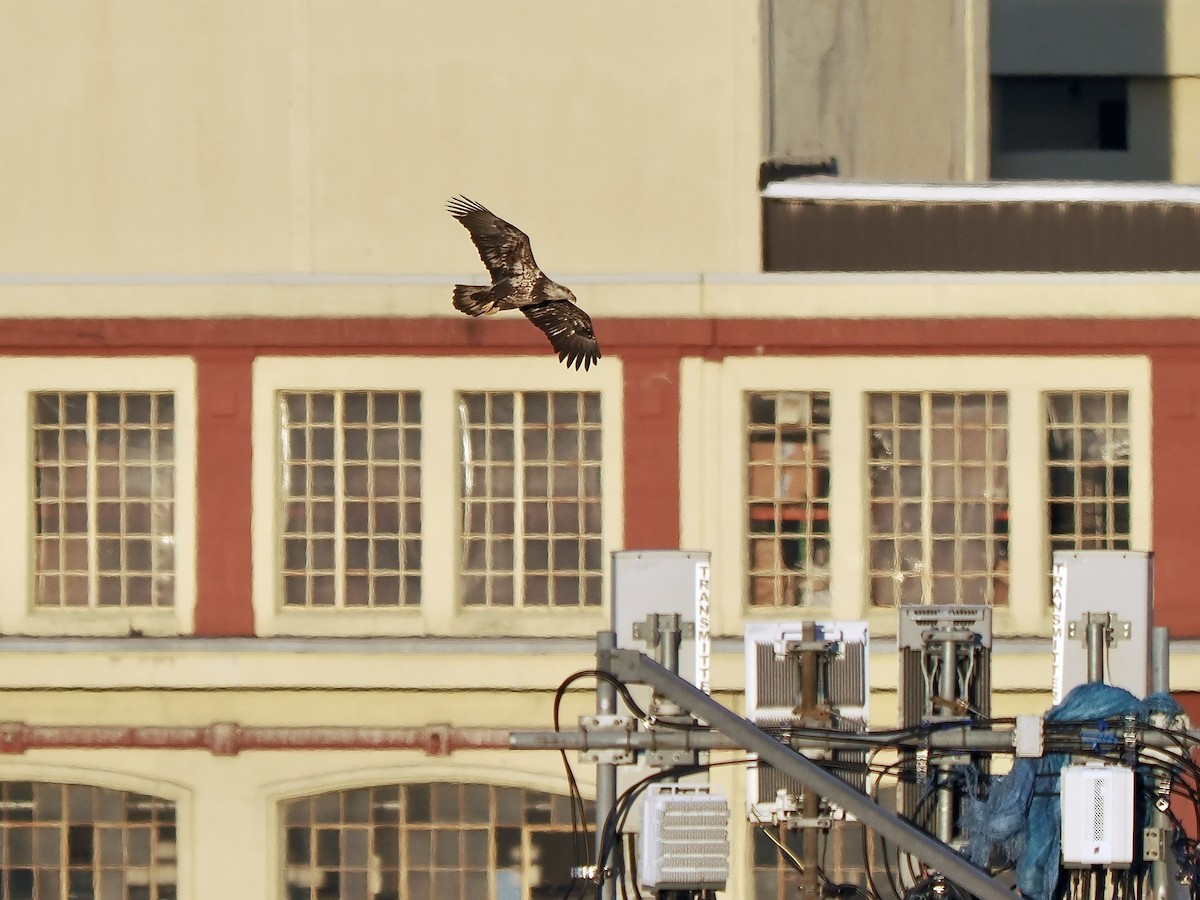 Pygargue à tête blanche - ML645321216