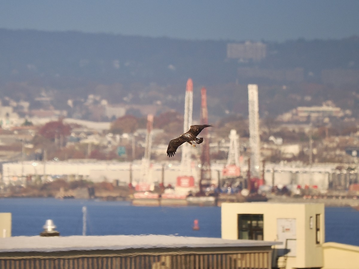 Pygargue à tête blanche - ML645321217