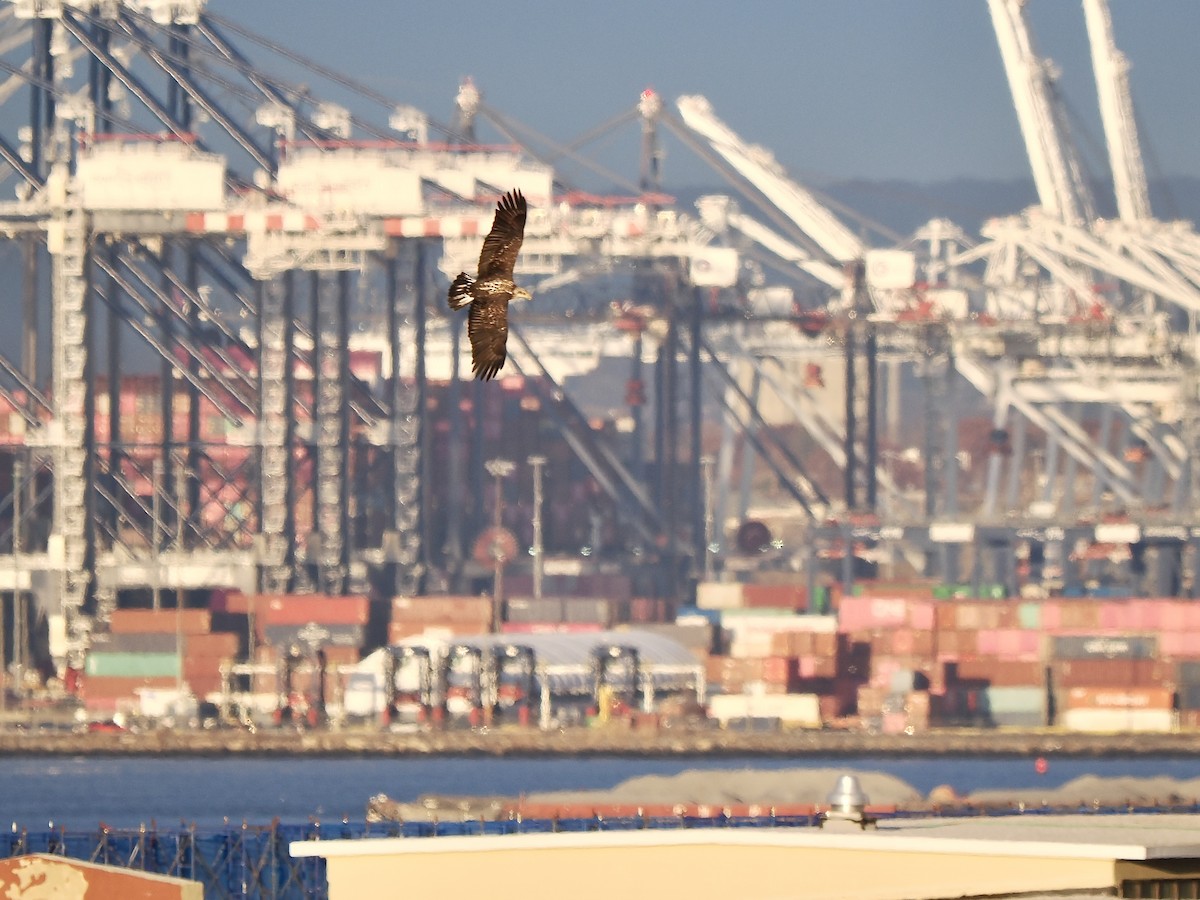 Pygargue à tête blanche - ML645321218