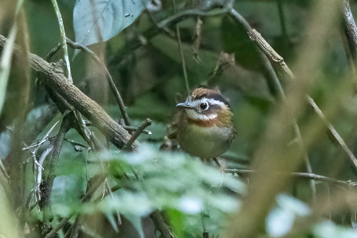 Рыжегорлая альциппа - ML645321235