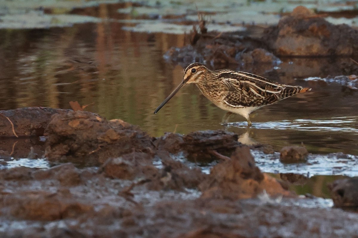 Common Snipe - ML645321254