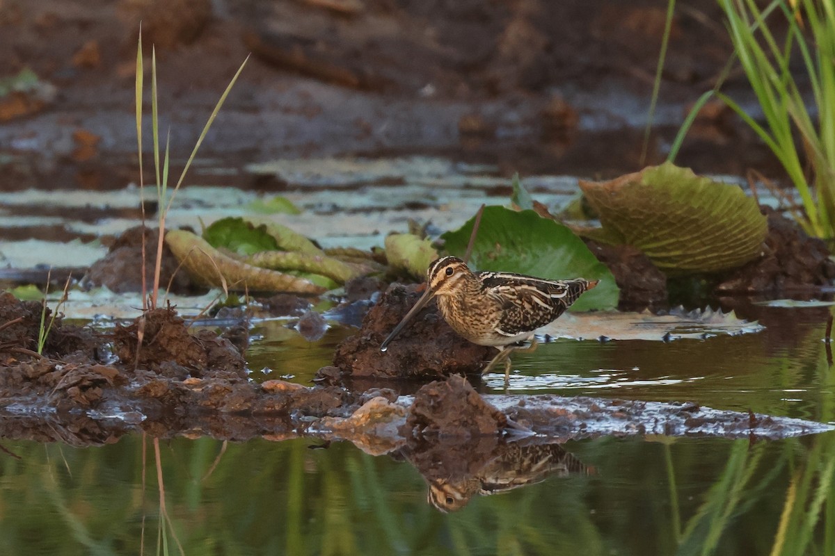 Common Snipe - ML645321257