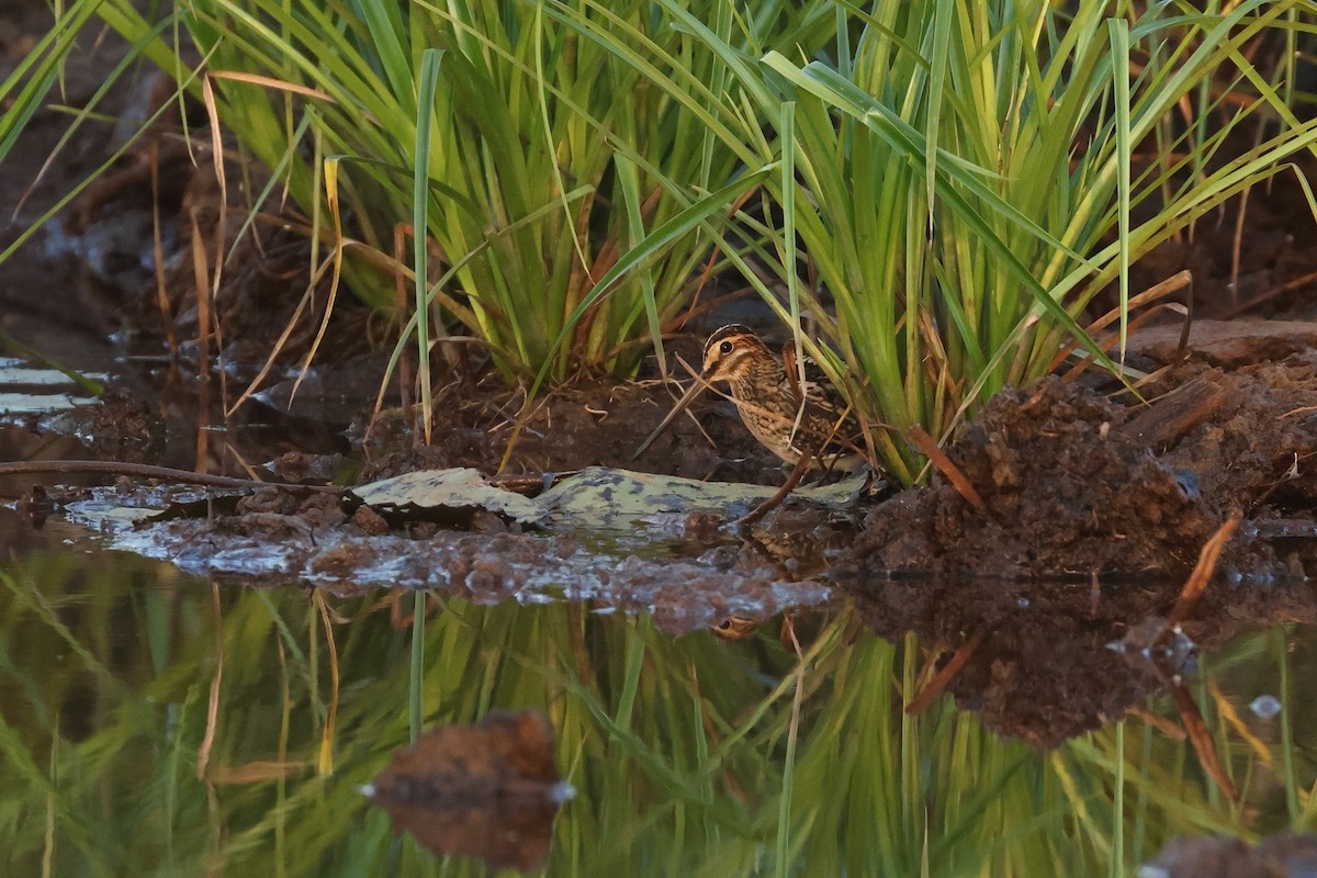 Common Snipe - ML645321258