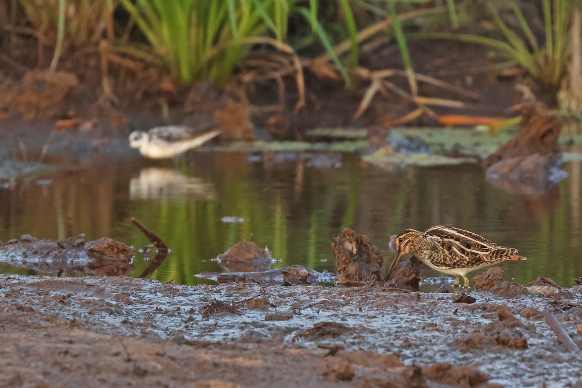 Common Snipe - ML645321259
