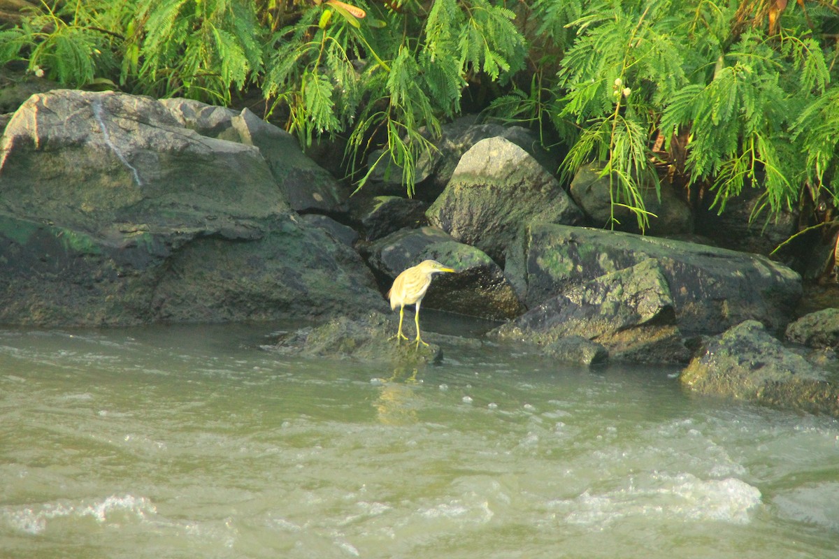 Hint Alaca Balıkçılı - ML645321261