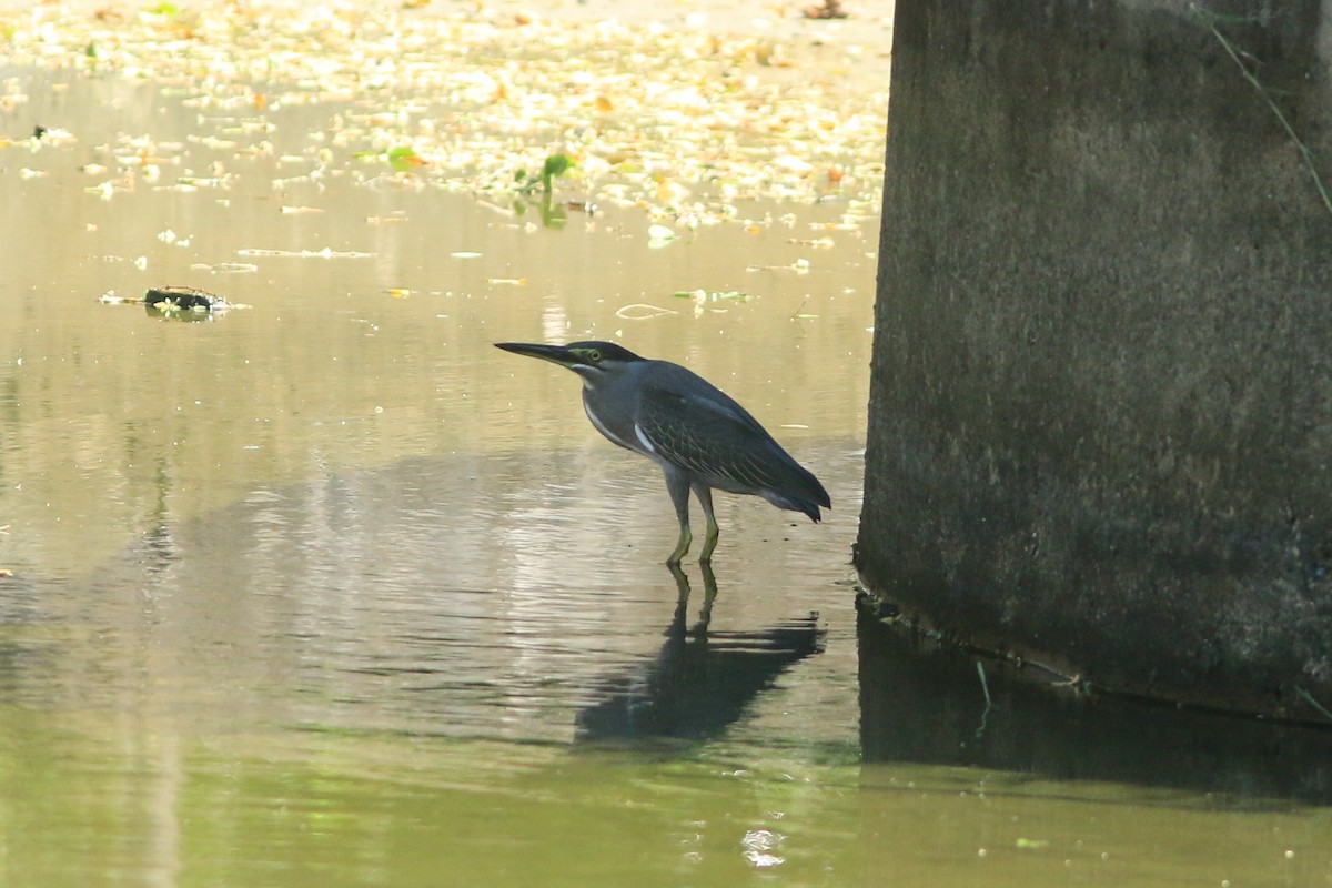 Little Heron - ML645321268