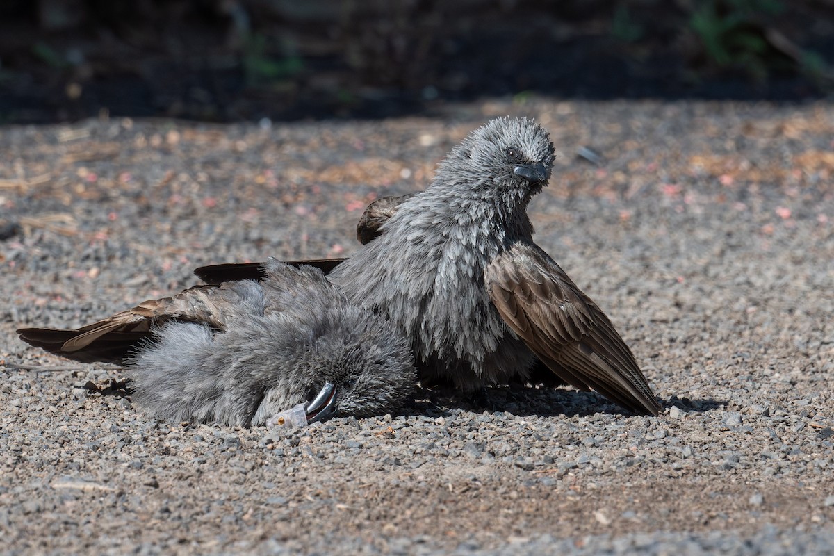 Apostlebird - ML645321276