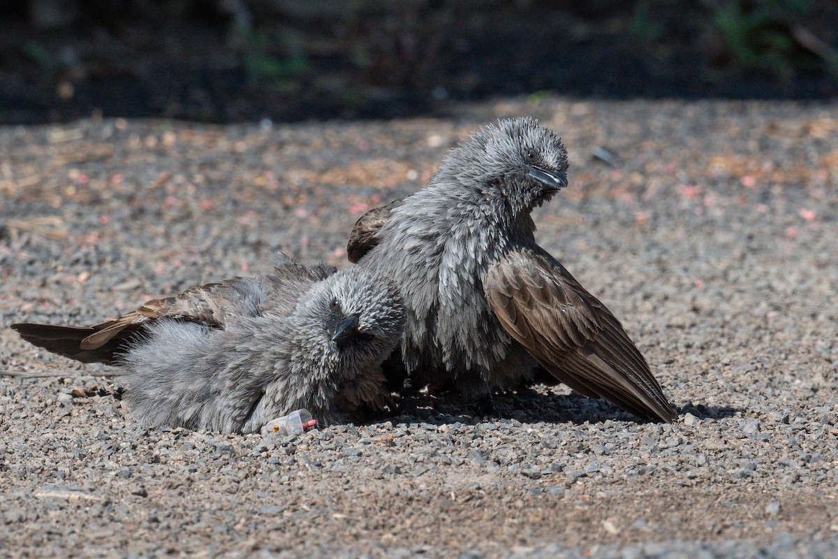 Apostlebird - ML645321278