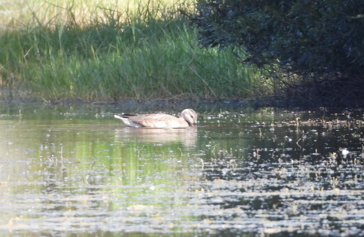 Gadwall - ML645321287