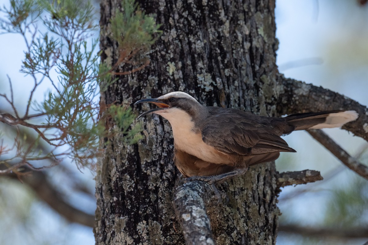 オーストラリアマルハシ - ML645321289