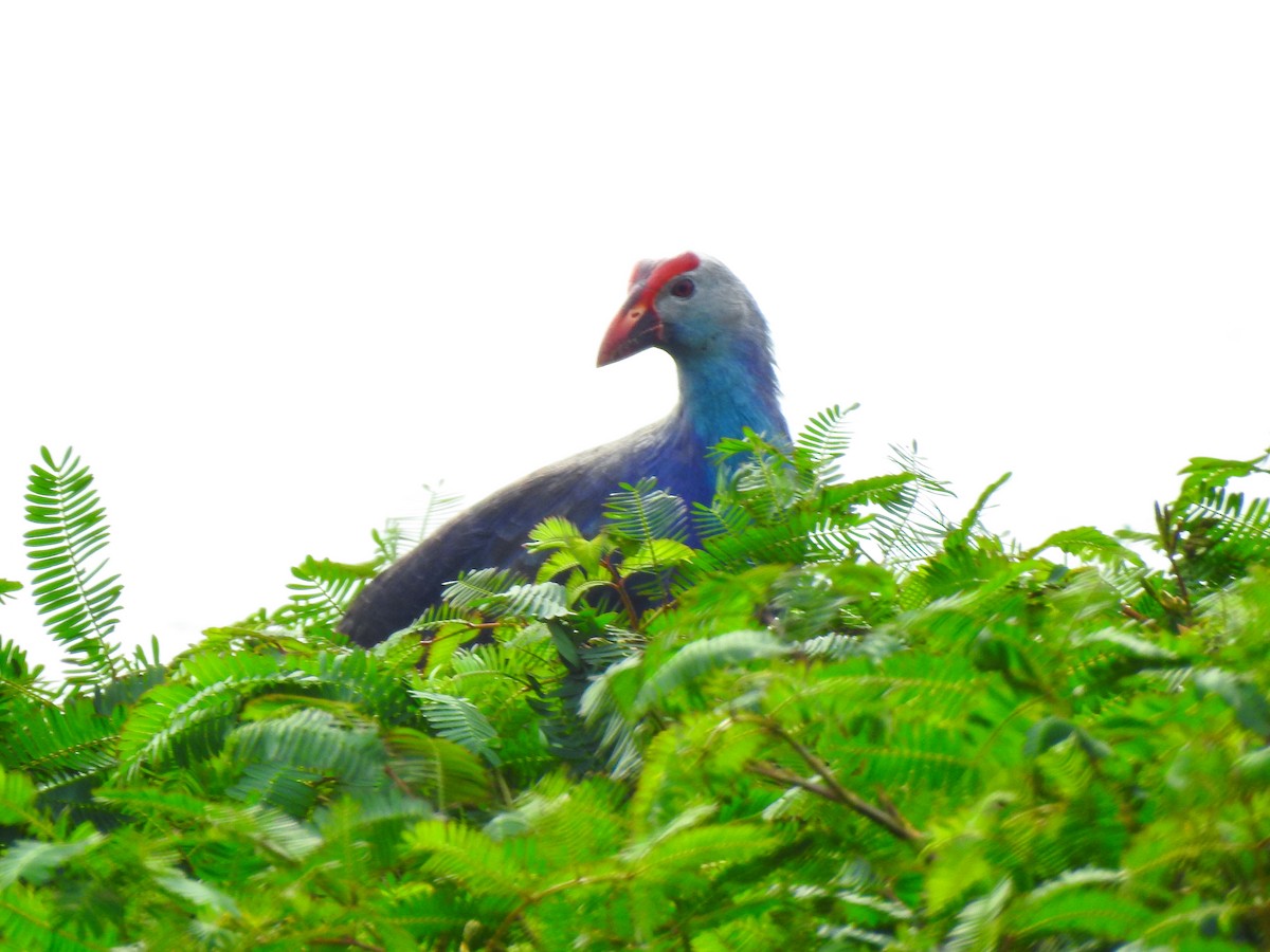 Gray-headed Swamphen - ML645321292