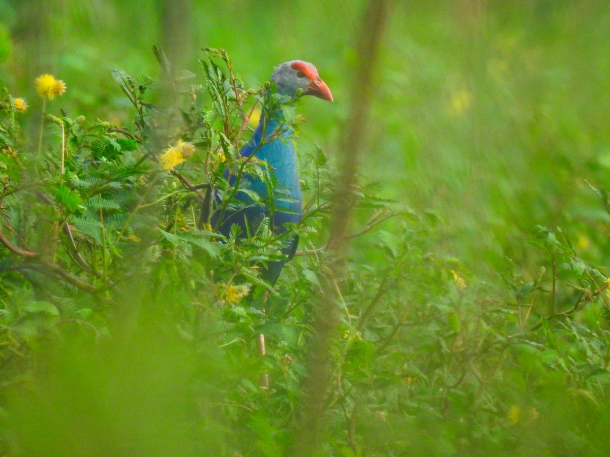 Gray-headed Swamphen - ML645321293