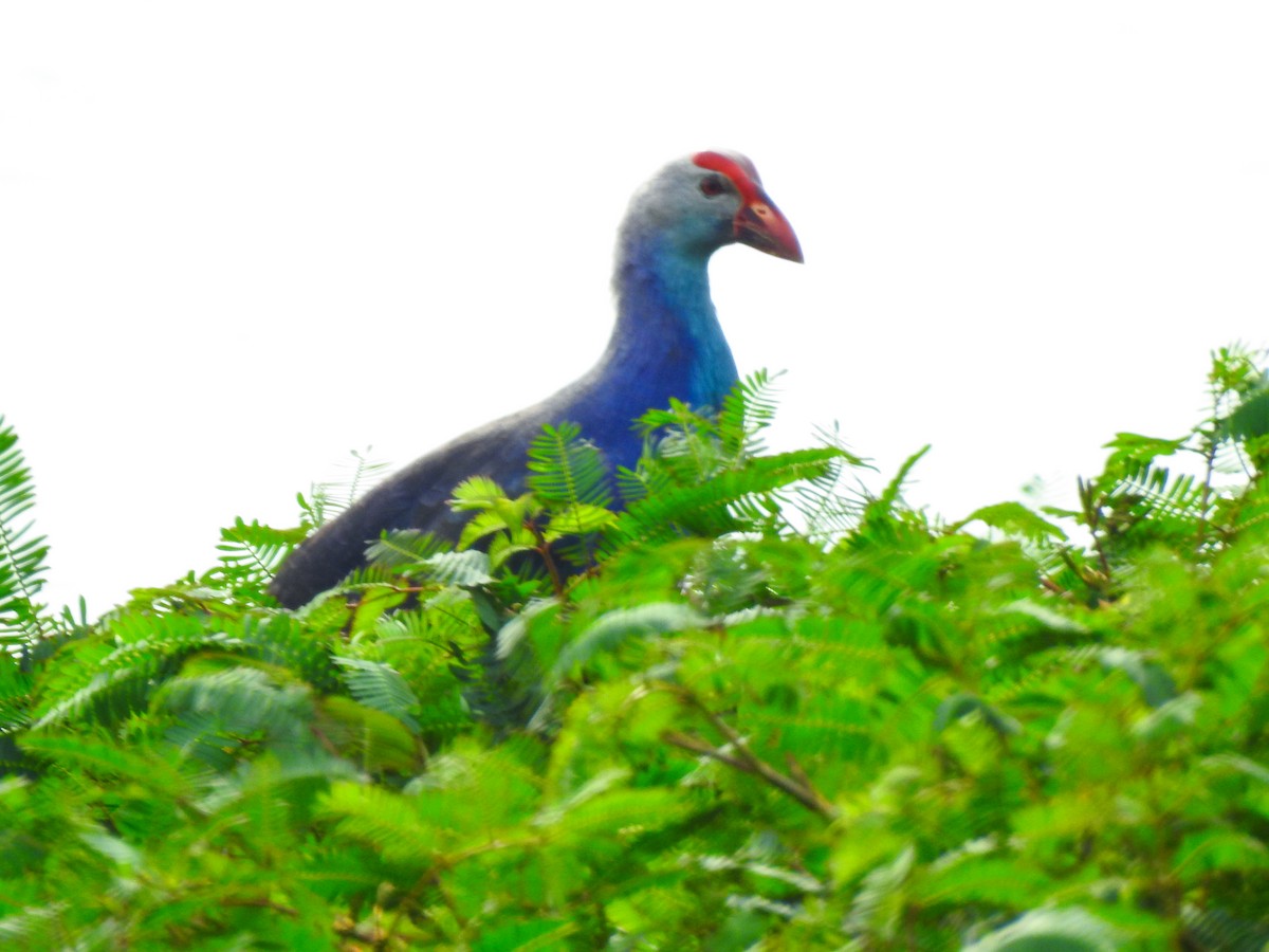 Gray-headed Swamphen - ML645321294