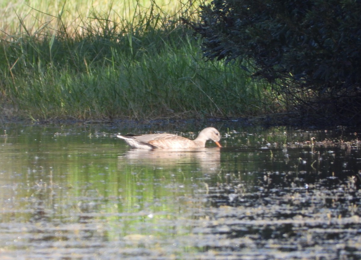 Gadwall - ML645321295