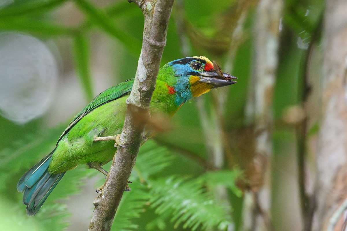 Barbudo Cejinegro - ML645321296