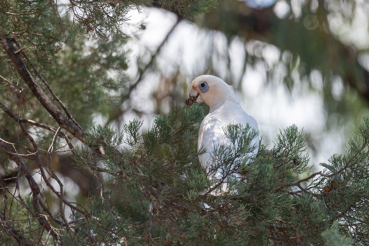 Little Corella - ML645321299