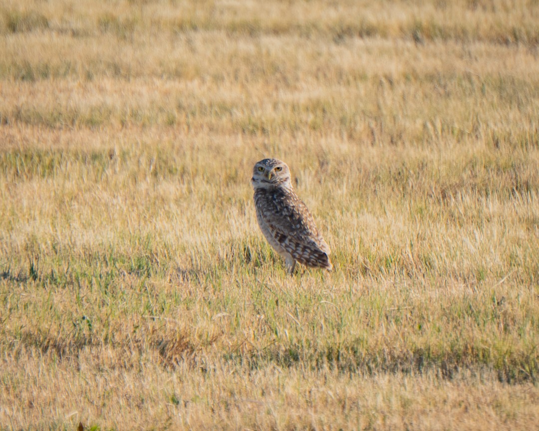 Burrowing Owl - ML645321301