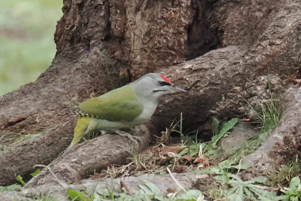 gråspett - ML645321302