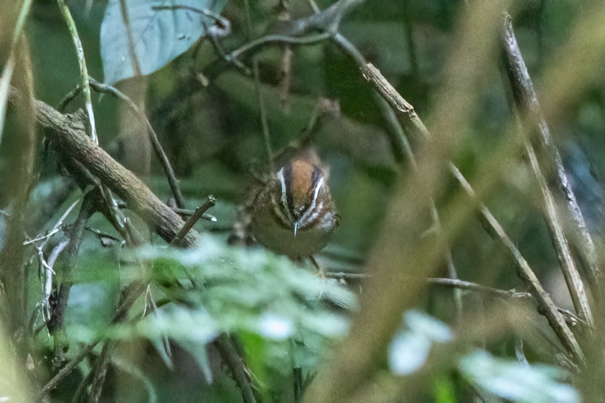 Рыжегорлая альциппа - ML645321306