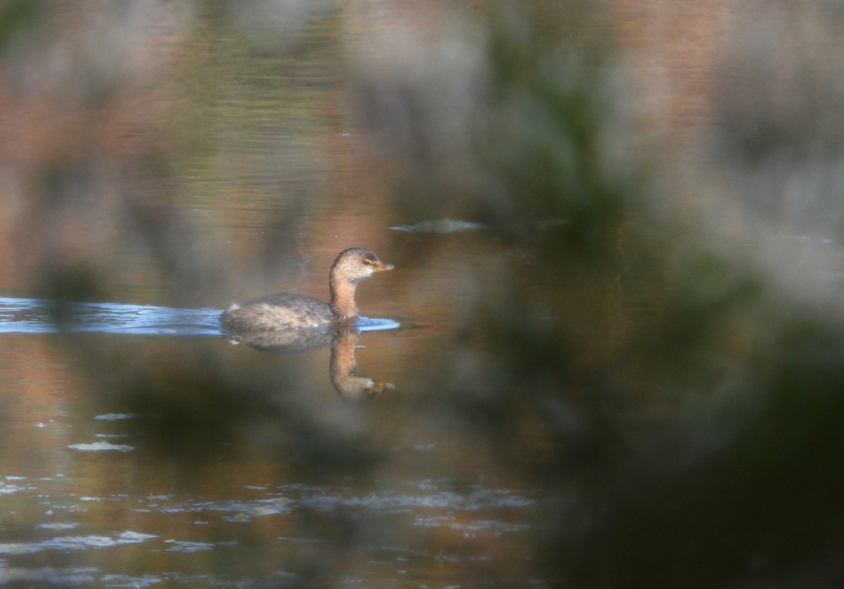 Pied-billed Grebe - ML645321309