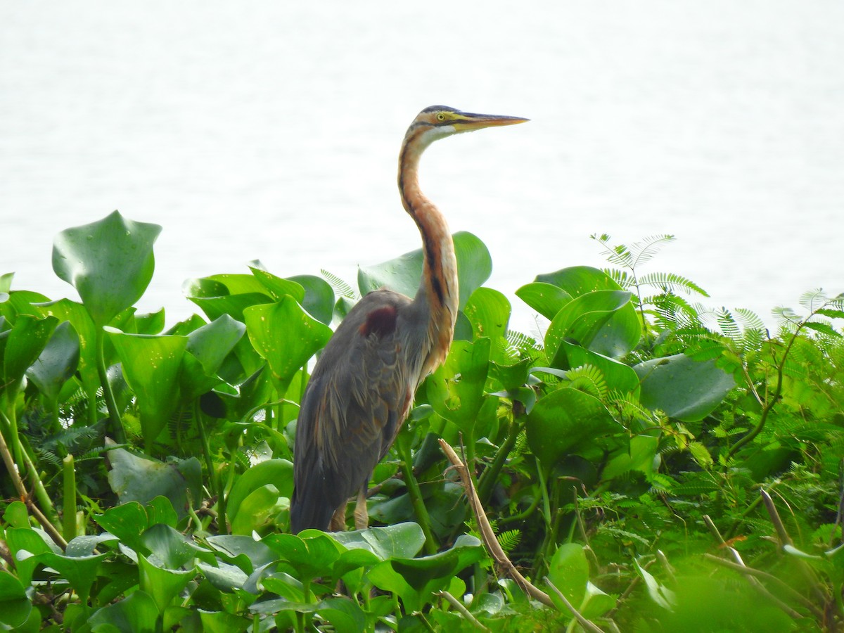 Purple Heron - ML645321310