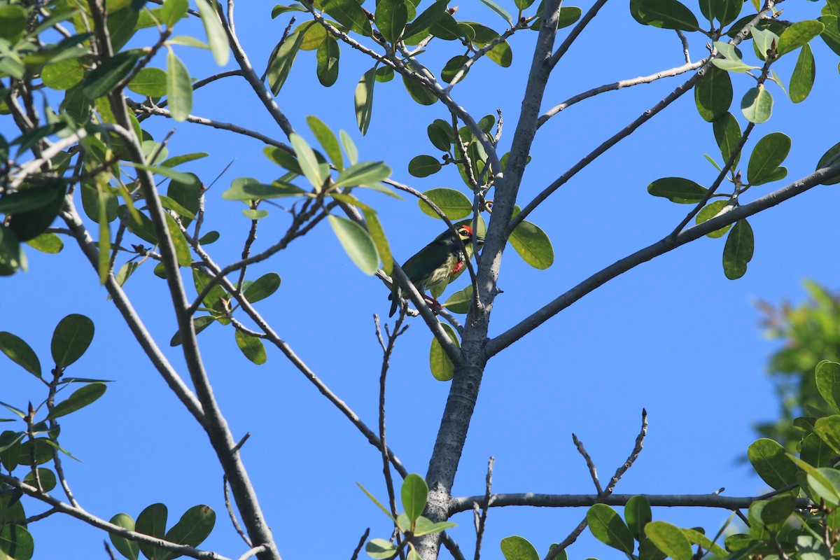 Coppersmith Barbet - ML645321324
