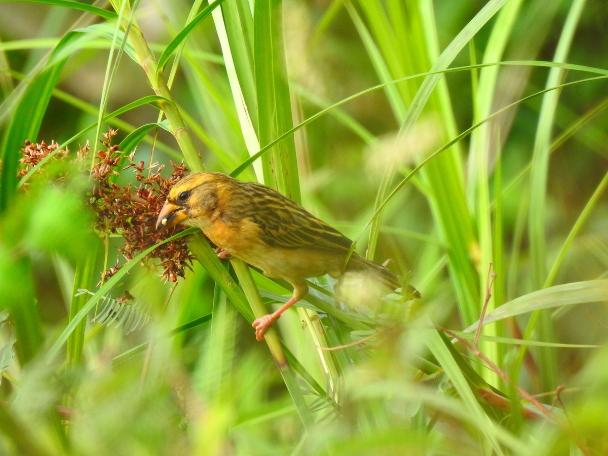 Baya Weaver - ML645321326