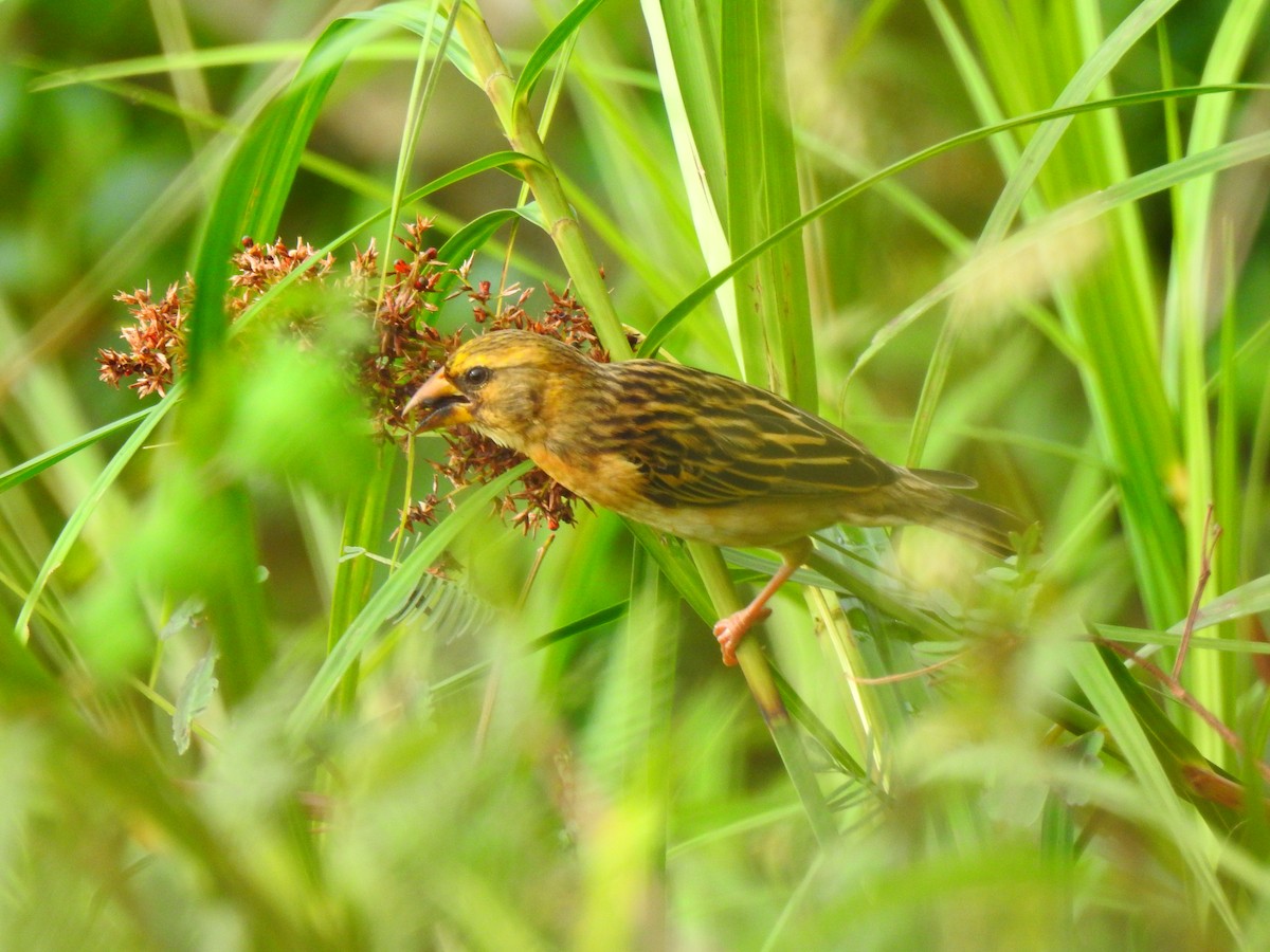 Baya Weaver - ML645321328
