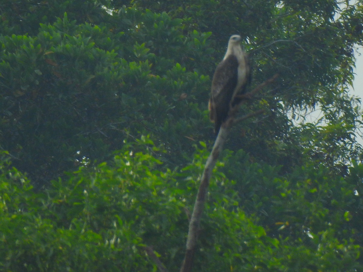 White-bellied Sea-Eagle - ML645321336