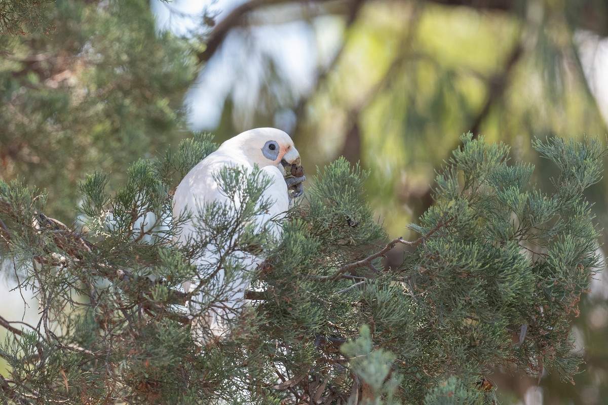 Little Corella - ML645321343