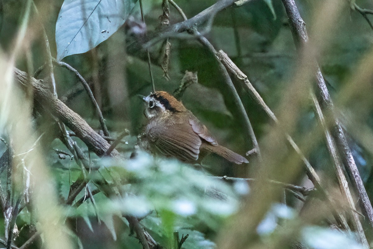 Рыжегорлая альциппа - ML645321360