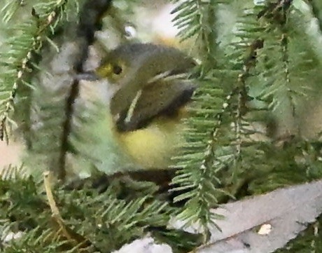 White-eyed Vireo - ML645321368
