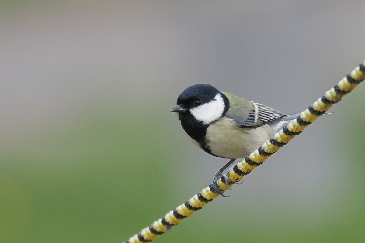 gråkjøttmeis (minor gr.) - ML645321372