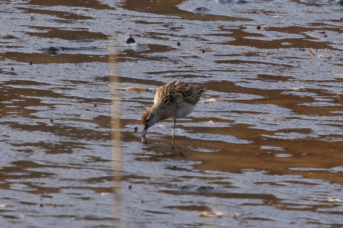 Sharp-tailed Sandpiper - ML645321377