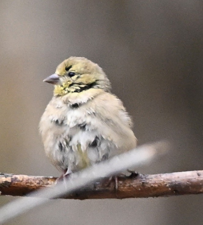 American Goldfinch - ML645321386