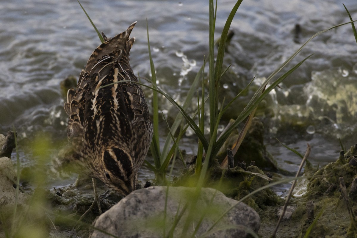 Common Snipe - ML645321394