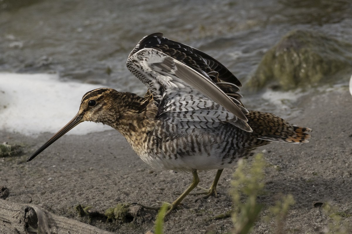 Common Snipe - ML645321395