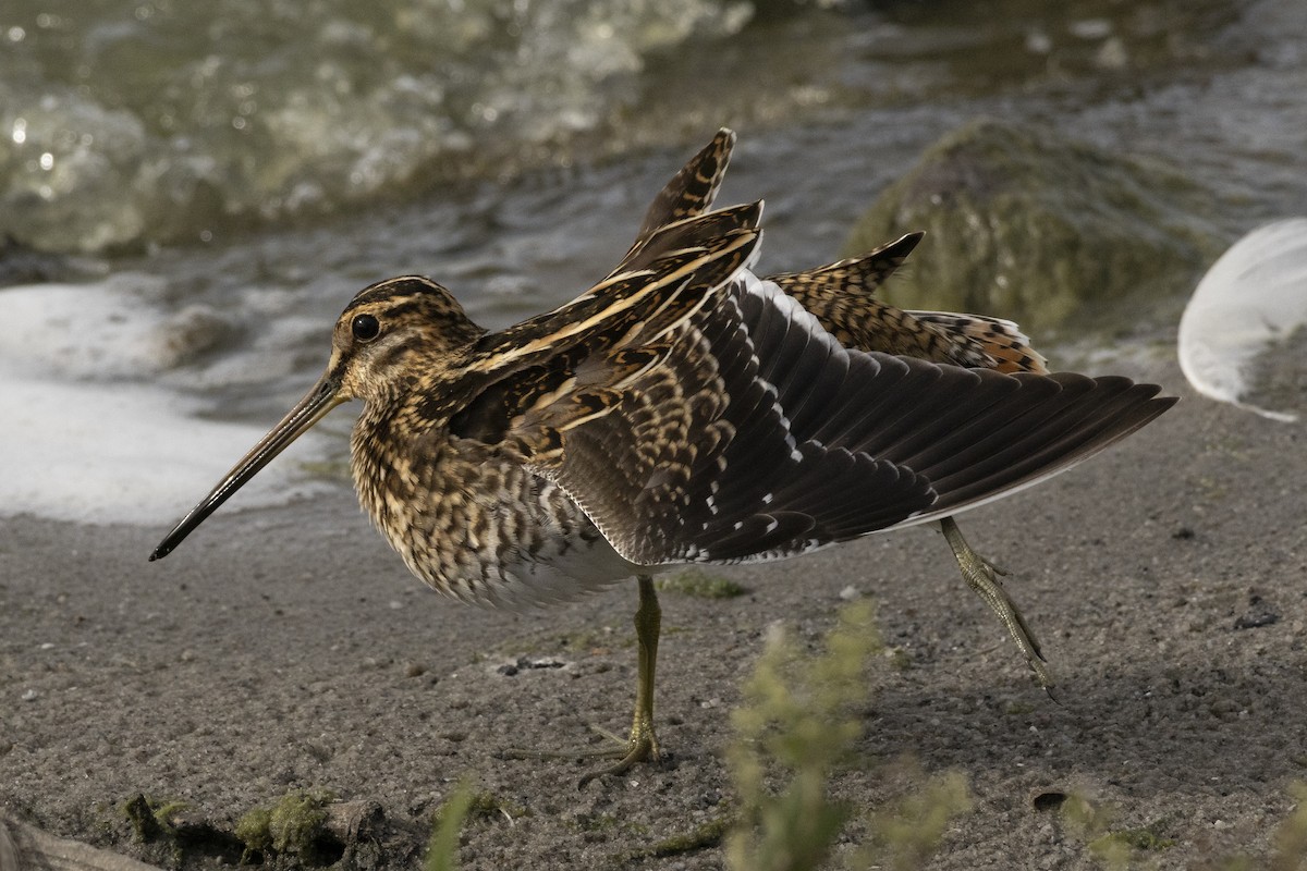 Common Snipe - ML645321396