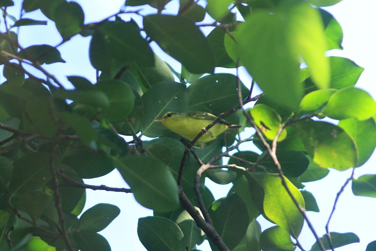 Sulphur-breasted Warbler - ML645321397
