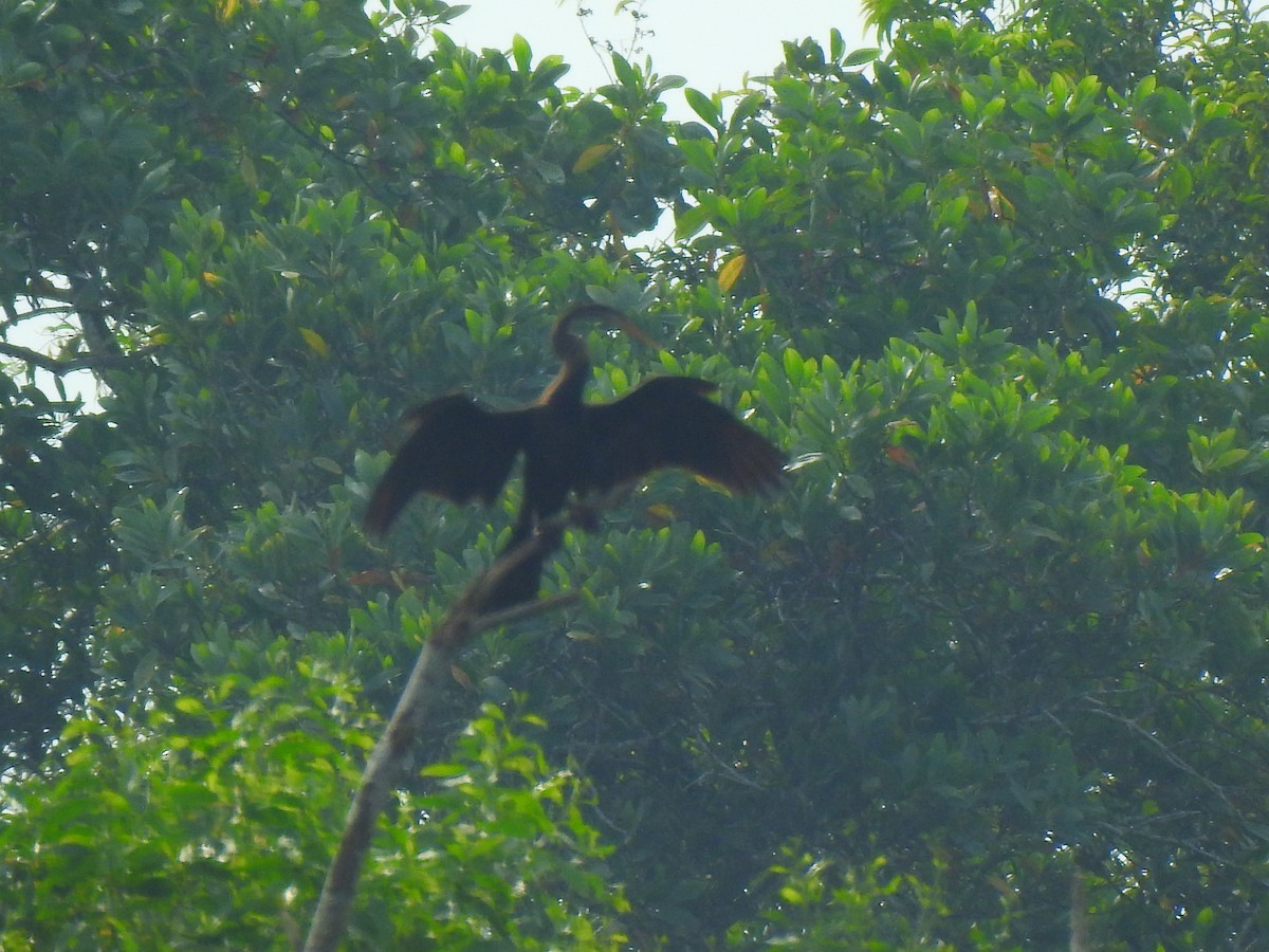 Oriental Darter - ML645321398