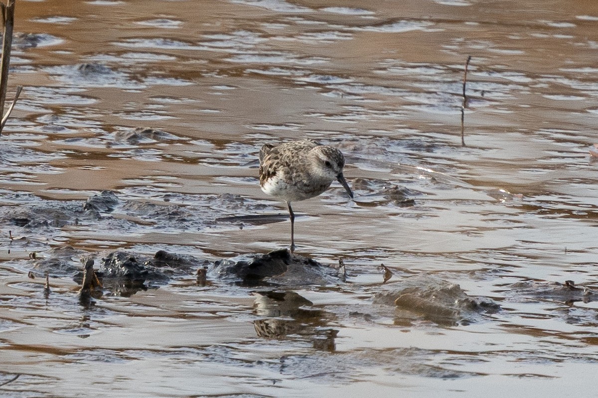 Бонапартов песочник - ML645321401