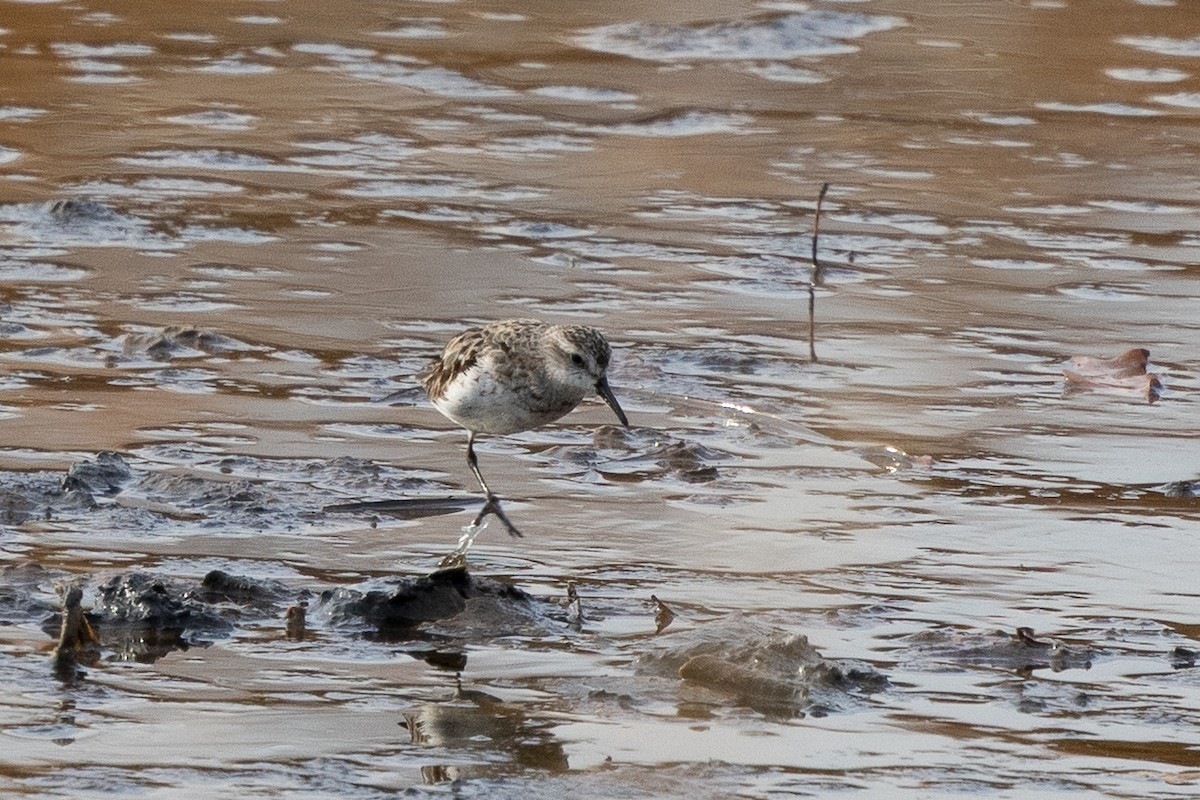 Бонапартов песочник - ML645321402