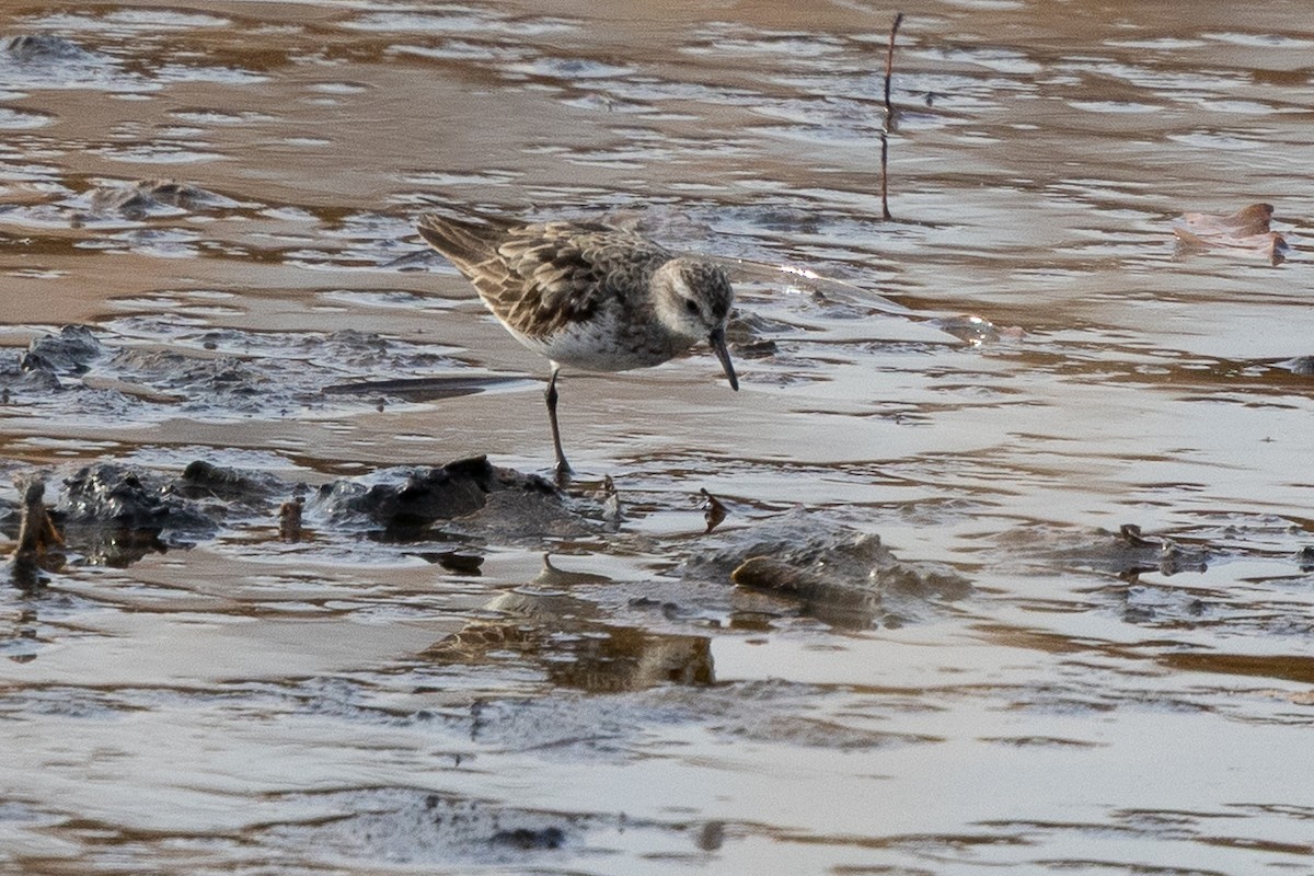 Бонапартов песочник - ML645321403