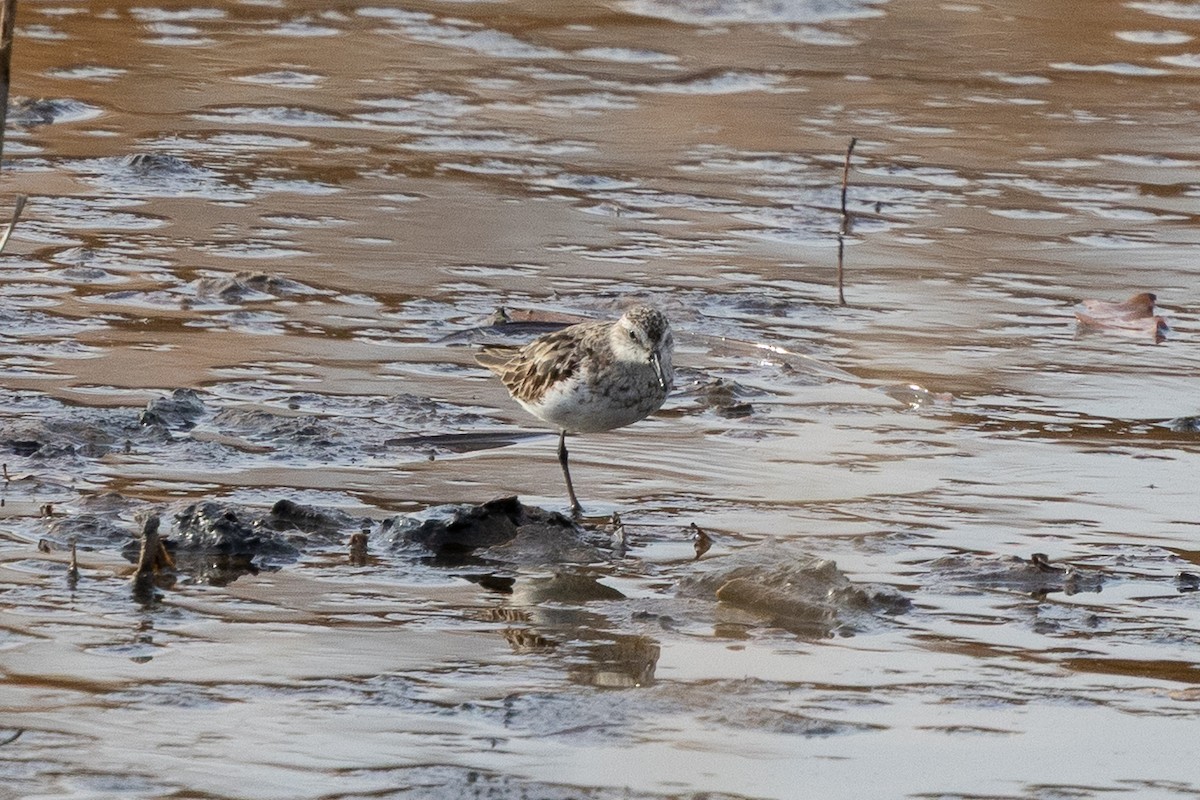 Бонапартов песочник - ML645321404