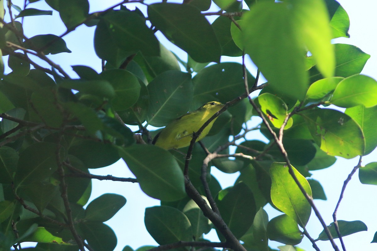 Sulphur-breasted Warbler - ML645321408