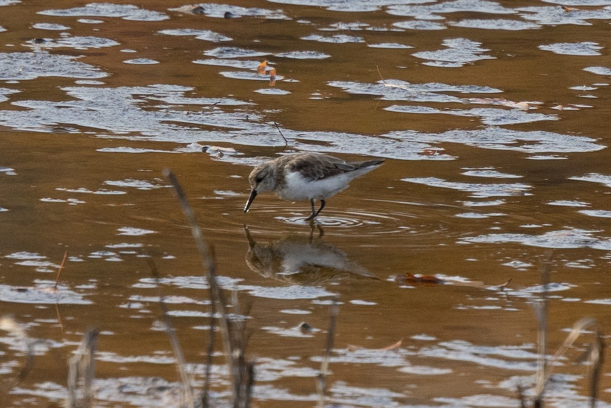 Semipalmated Sandpiper - ML645321411