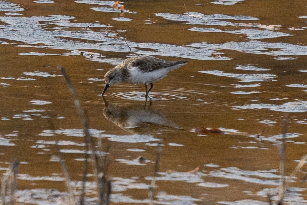 Semipalmated Sandpiper - ML645321412